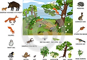 Grove biotope with different animals mammals, birds, insects and plants in their natural habitat. photo